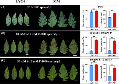 Leaf resistance to Botrytis cinerea in wild tomato Solanum habrochaites depends on inoculum composition